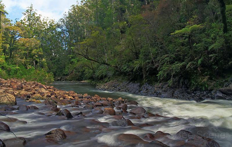 Wapoua3 HDR.jpg - Waipoua River and Kauri Forest
